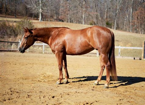 “Prada” 4 Yr old 14.3hh Bay AQHA Mare! Exclusively